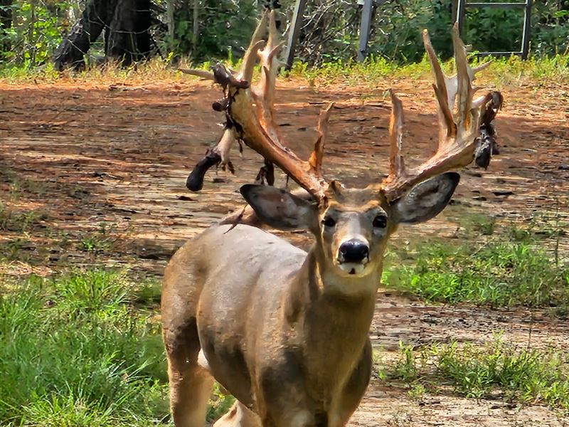 Hunter's High Fence Paradise : Union Springs : Macon County : Alabama