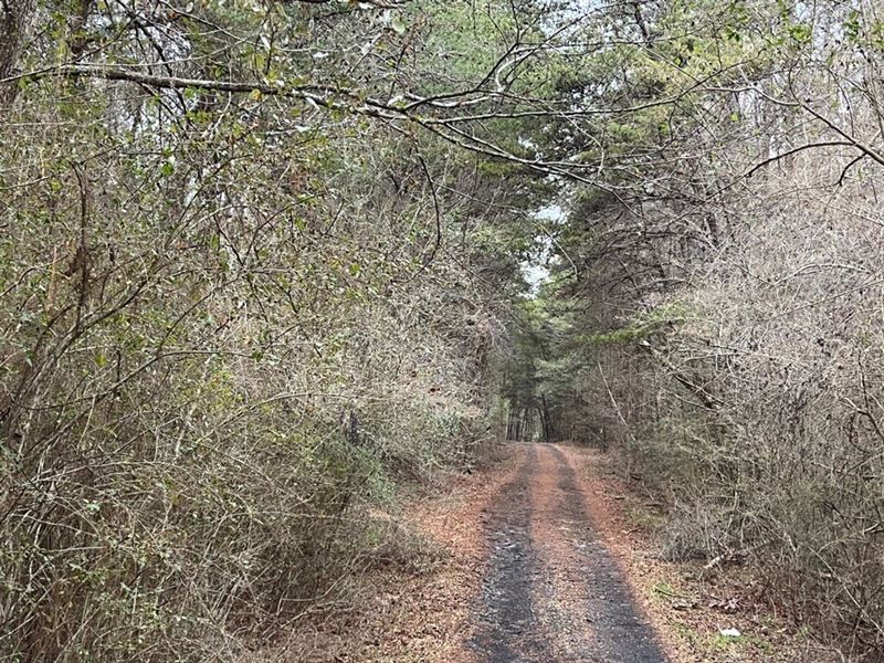 Lye Branch, 310 Acres : Brookwood : Tuscaloosa County : Alabama