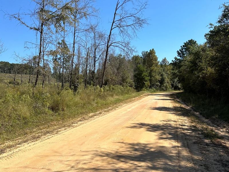 45 Acres Oakey Streak Rd : Dozier : Covington County : Alabama