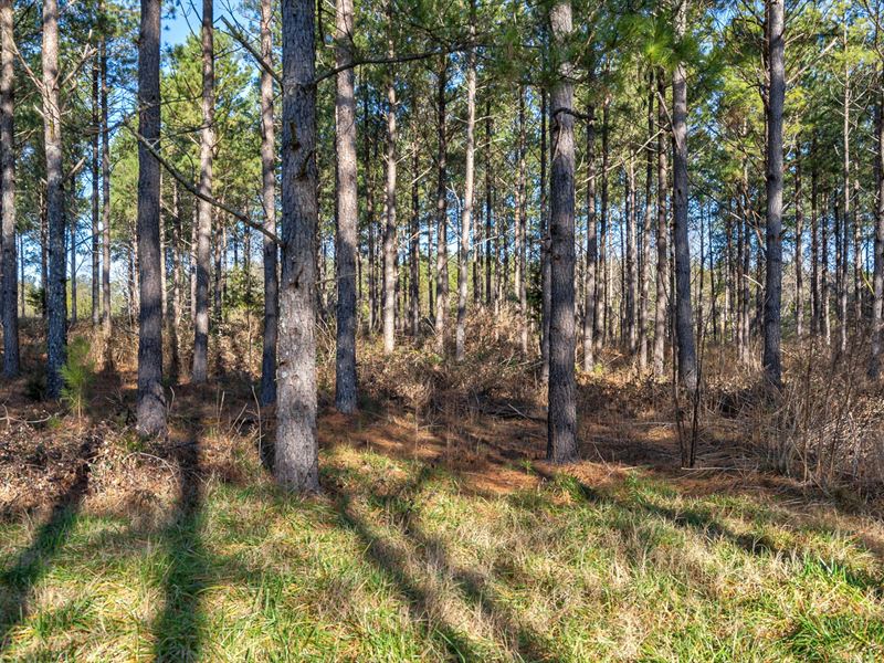 Lexington, GA Homesite Tract 1 : Lexington : Oglethorpe County : Georgia