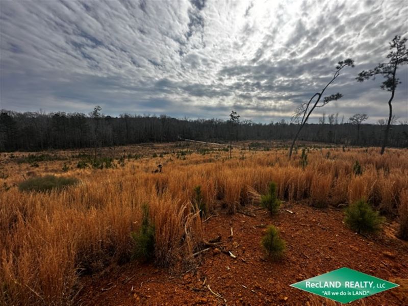 74 Ac Timberland for Hunting / Home : Bernice : Union Parish : Louisiana