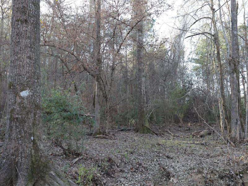 La, Caldwell 21 Acres : Kelly : Caldwell Parish : Louisiana