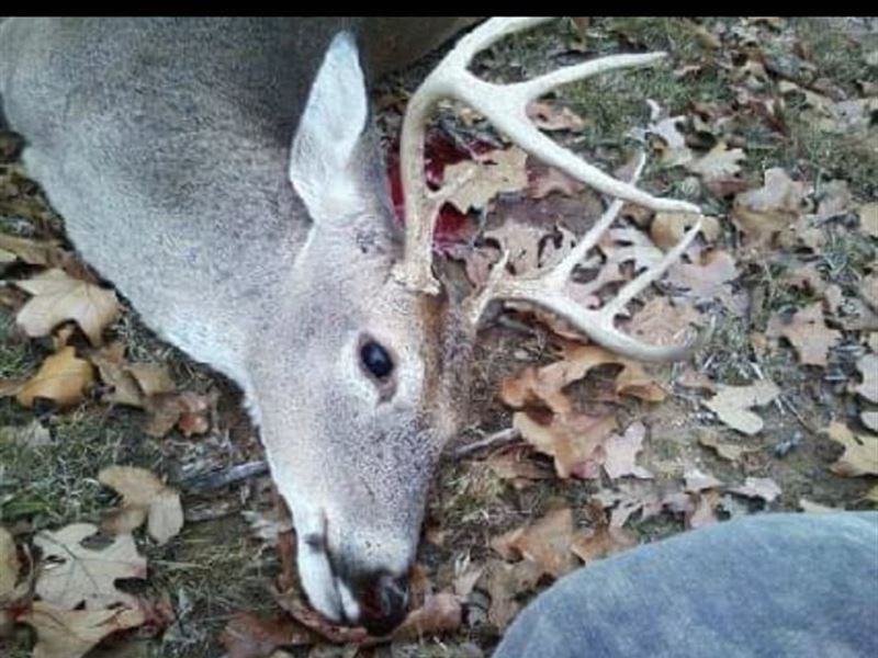 Weableau Hardwood Hunting Retreat : Weaubleau : Saint Clair County : Missouri