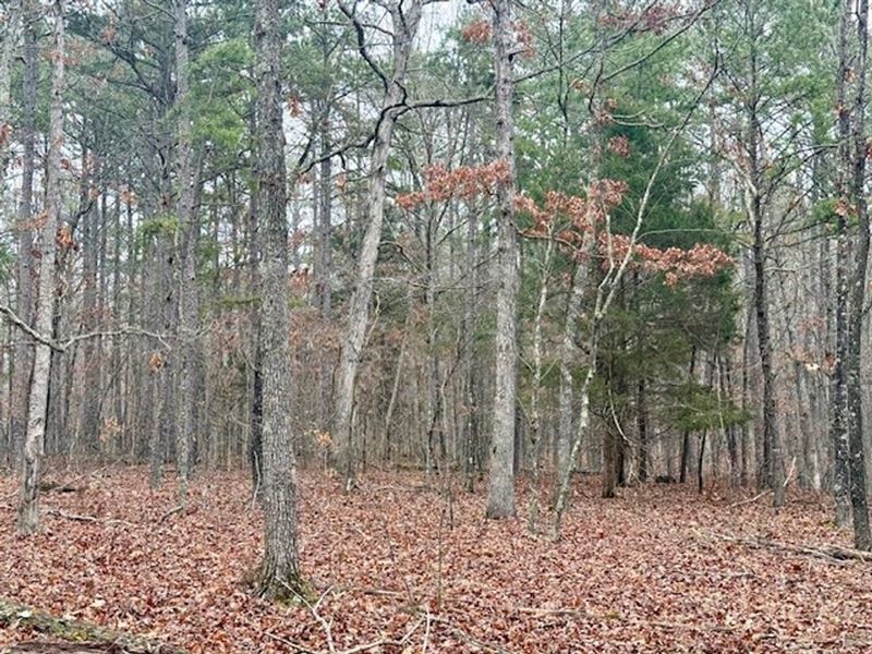 36.91 Acres, Across Road From Conse : Summersville : Texas County : Missouri