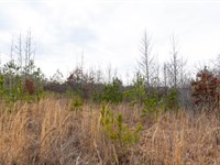 Owner Finance Alabama Property : Bankston : Fayette County : Alabama