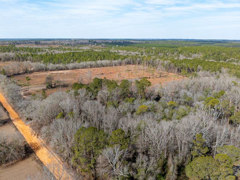 Pine Ridge Hunting Property : Reynolds : Macon County : Georgia