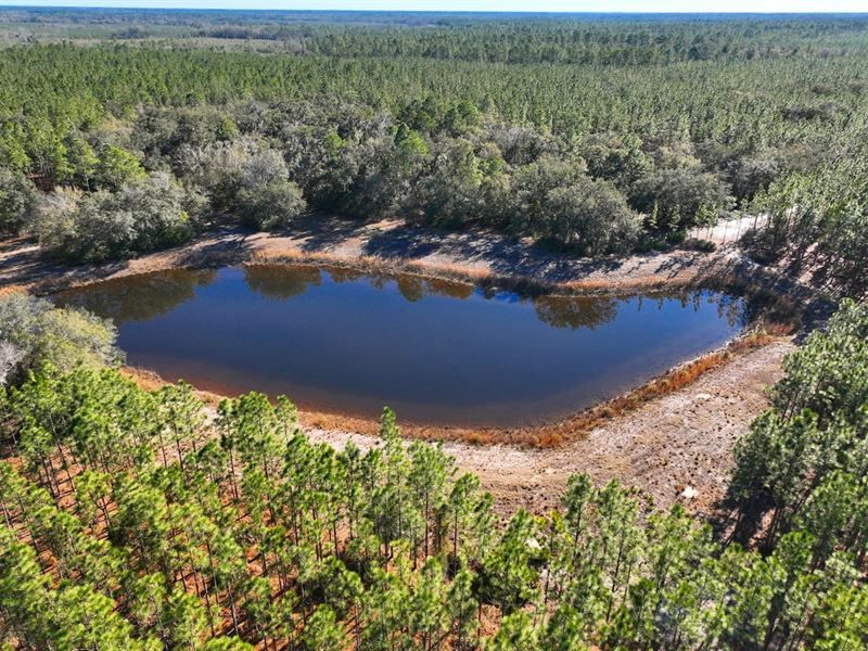 380 Acre Timberland with a Pond : White Oak : Camden County : Georgia