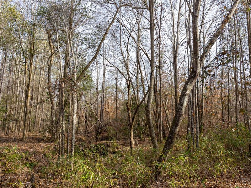 Off Grid Property with Stream : Bankston : Fayette County : Alabama