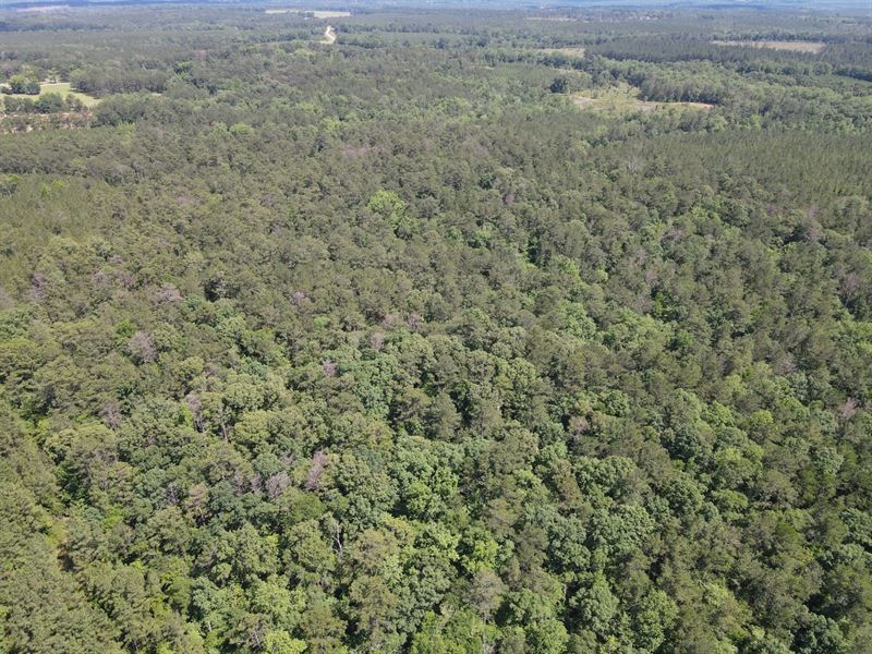 42 Acres Off Harry Booker Rd : Evergreen : Conecuh County : Alabama