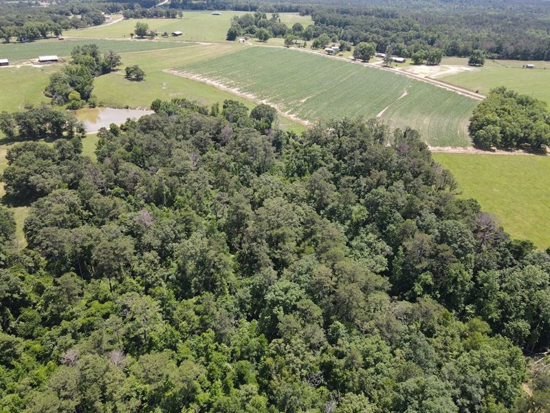 40 Ac Off George Lee Rd ID 2 : Evergreen : Conecuh County : Alabama