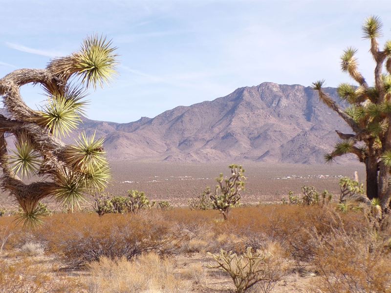 Home You Always Wanted : White Hills : Mohave County : Arizona