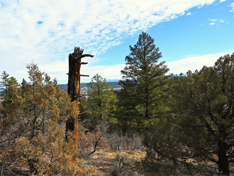 Rd Cr 322 Unit D-1 Lot 11 Cr 32 : Tierra Amarilla : Rio Arriba County : New Mexico