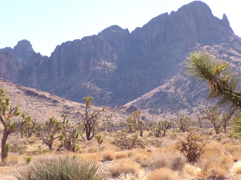 Your Desert Dream Awakens : Dolan Springs : Mohave County : Arizona