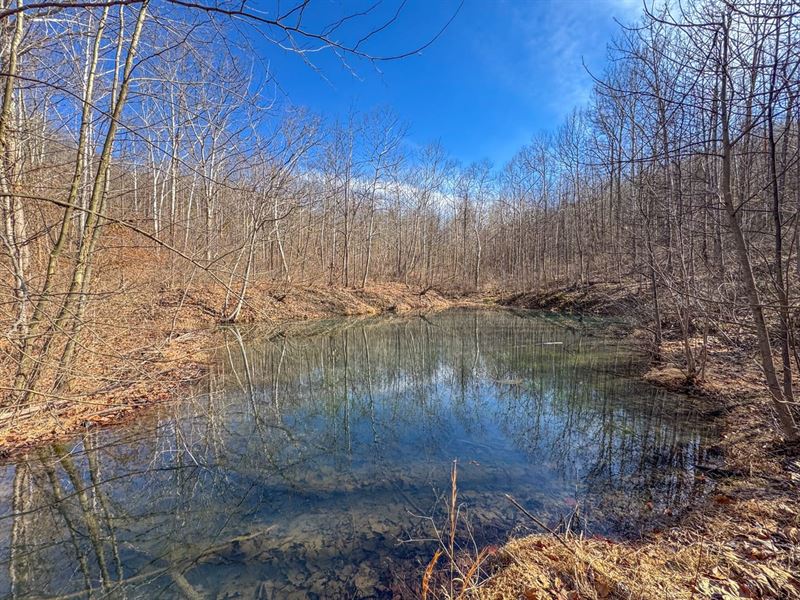 Williams Hollow Rd, 124 Acres, GA : Gallipolis : Gallia County : Ohio