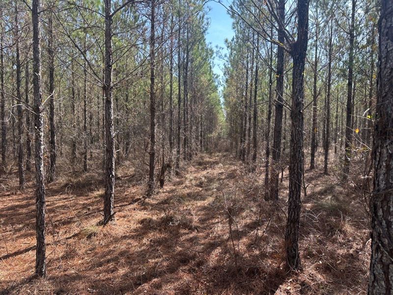 Ogeechee River Haven : Brooklet : Bulloch County : Georgia