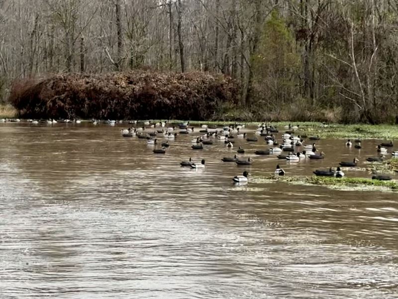 First-Class West TN Duck Hunting : Trenton : Gibson County : Tennessee