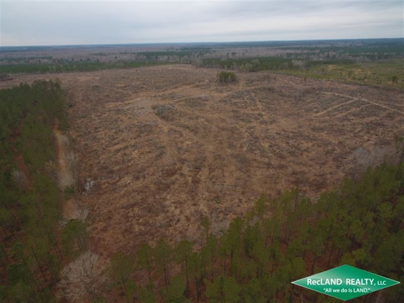 110 Ac Planted Pine & Hunting : Columbia : Caldwell Parish : Louisiana