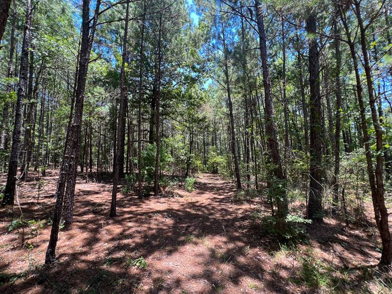 3 Acres, Allen Road : Huntsville : Walker County : Texas