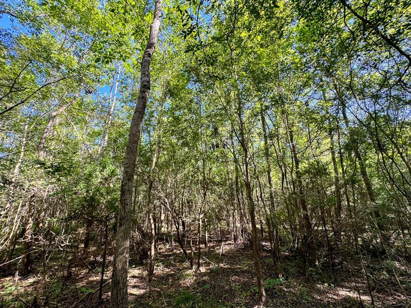 1.11 Acre, T-7, Valley Drive : Coldspring : San Jacinto County : Texas