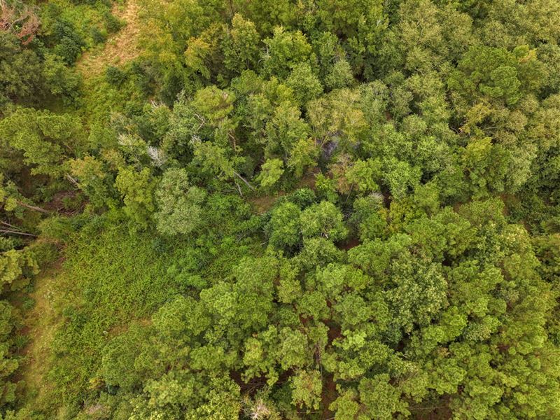 13.5 Ac, Jasmine Rd : Gilmer : Upshur County : Texas