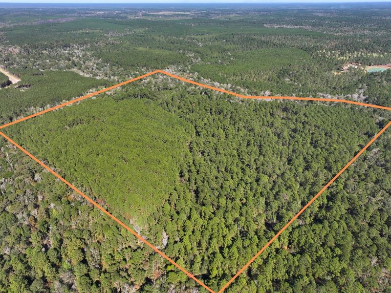 83 Acres, Unrestricted, Tanyard : Willis : Montgomery County : Texas