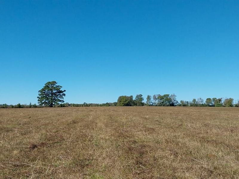 97 Acres, Private Road 5470 : Crockett : Houston County : Texas