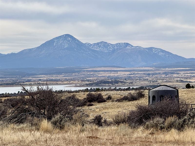 Mule Deer Supreme at Sage Hen : Dolores : Montezuma County : Colorado