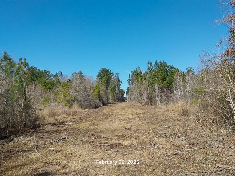 29 Acres, Chambers Road : Zavalla : Angelina County : Texas