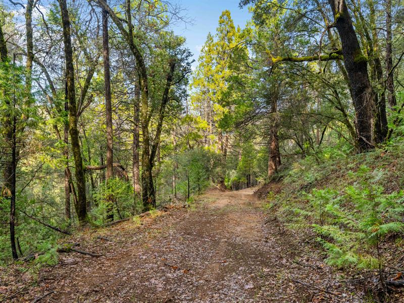 Pretty 4+ Acres Nestled in Trees : Somerset : El Dorado County : California