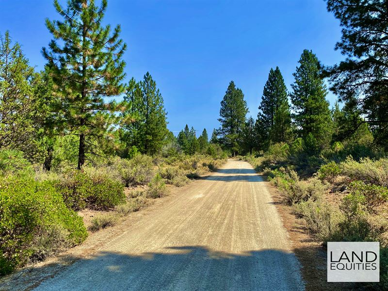 Private Location Covered with Trees : Bonanza : Klamath County : Oregon