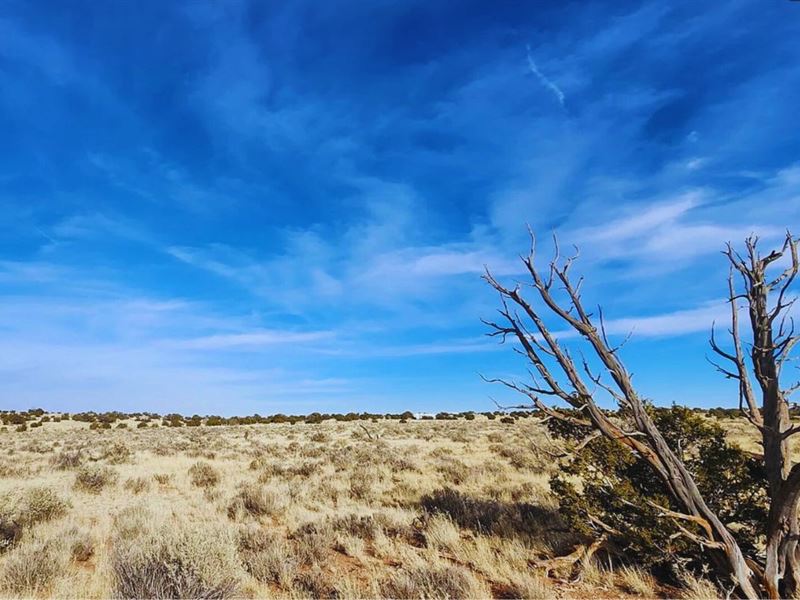 Affordable & Secluded $125-$250/Mo : Williams : Coconino County : Arizona