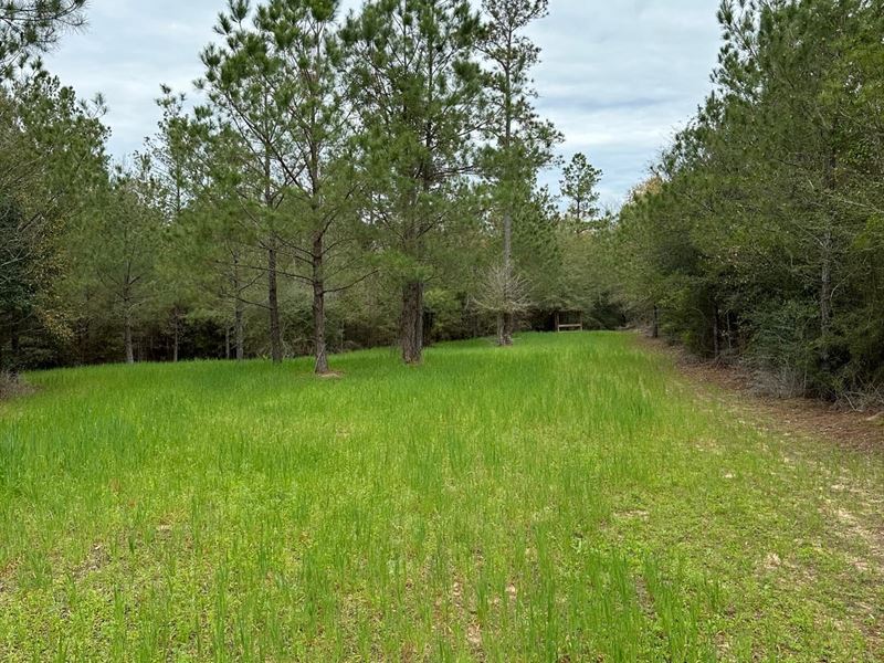 145 Acres Old Foshee Rd : Flomaton : Escambia County : Alabama