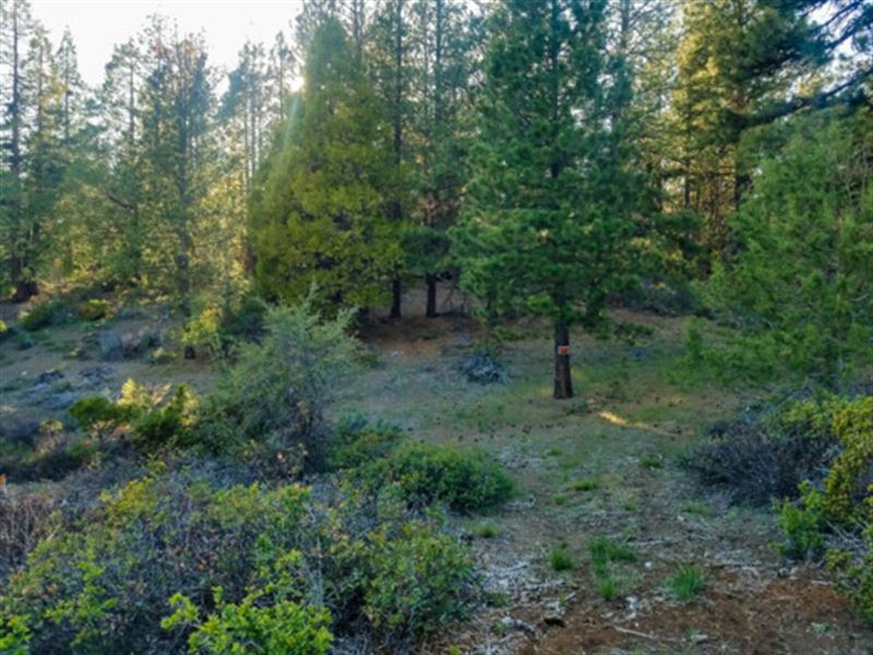 Explore This 2.5 Acre Oregon Forest : Bonanza : Klamath County : Oregon