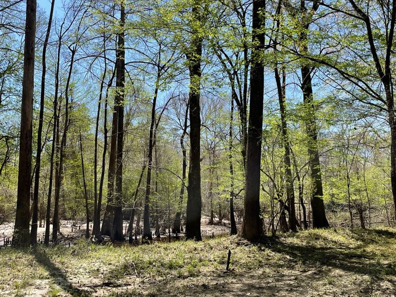 183 Acres Yellow River Barton : Wing : Covington County : Alabama