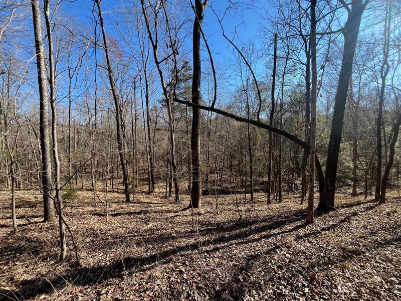 82 Acres Butler Co : Greenville : Butler County : Alabama