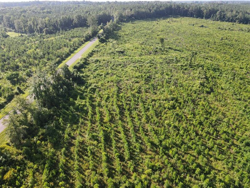 84 Acres Cr4 : Evergreen : Conecuh County : Alabama