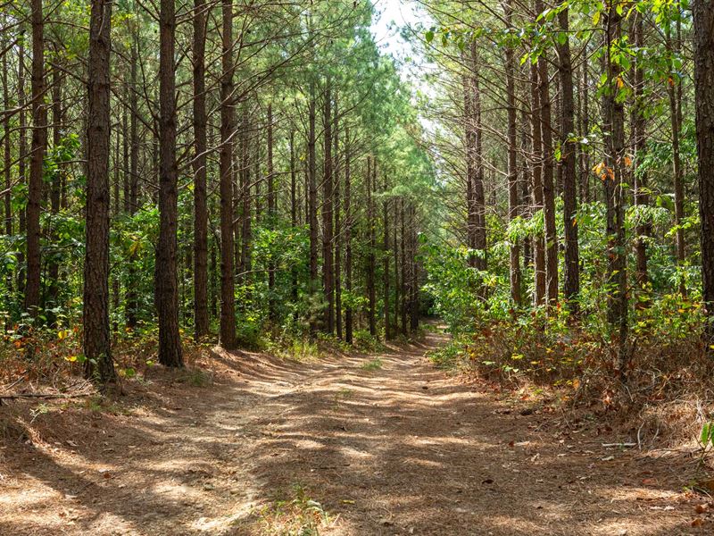 Perry County Offgrid Paradise : Hohenwald : Perry County : Tennessee