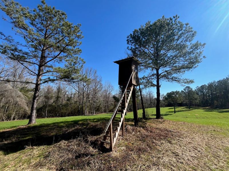 Halls Creek Hunting Tract : Greenville : Butler County : Alabama