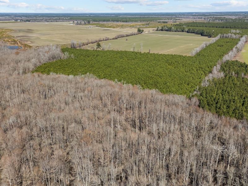 56 Acres of Hunting Land in Bertie : Kelford : Bertie County : North Carolina