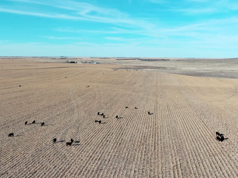 SE Phillips County Pivot Irrigation : Holyoke : Phillips County : Colorado