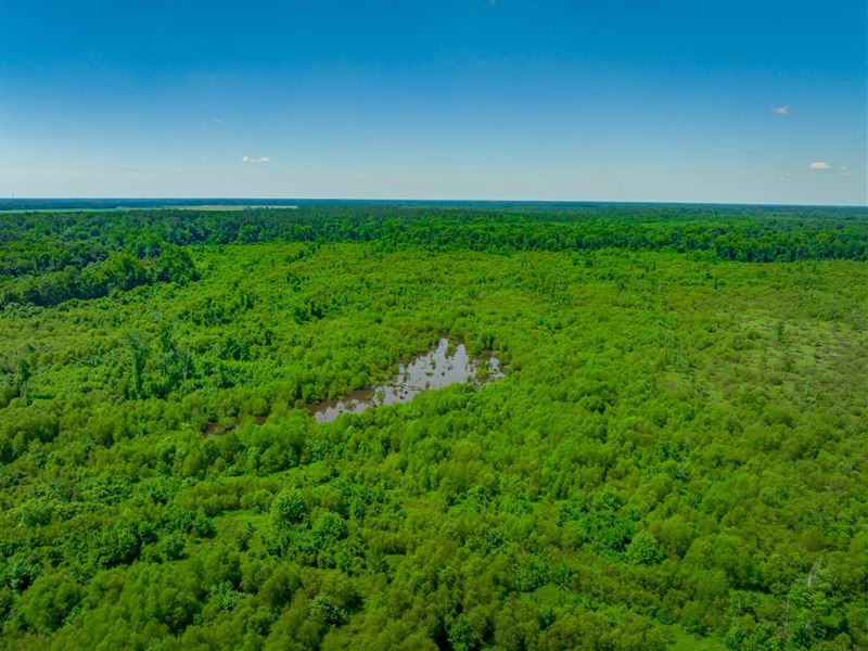 Parsley Tract North : Currie : Pender County : North Carolina