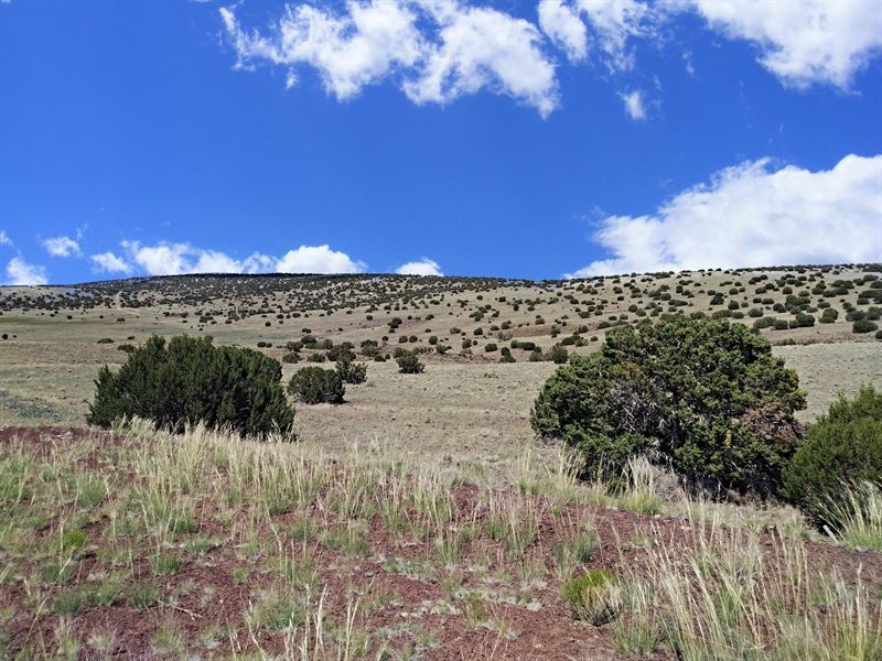 Homestead Site with Dry Creek Bed : Concho : Apache County : Arizona