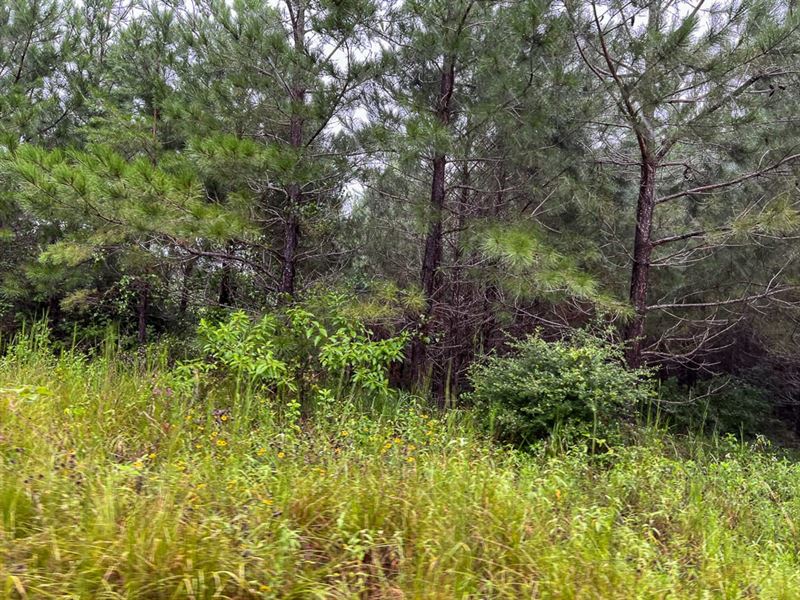 97 Acres, T-1 & T-2, Off County : Wheeler Springs : Houston County : Texas