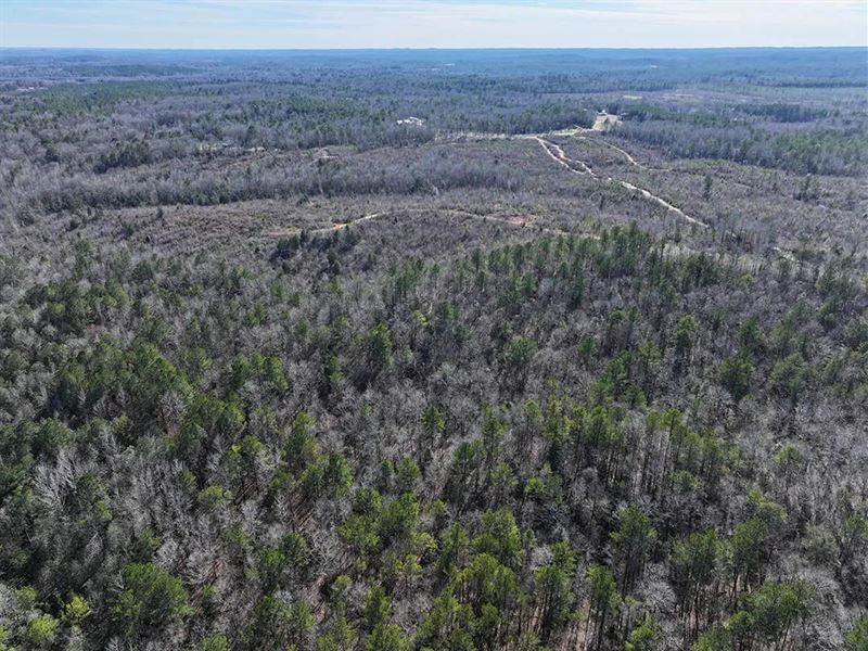 42 Acres in Tuscaloosa County, AL : Ralph : Tuscaloosa County : Alabama