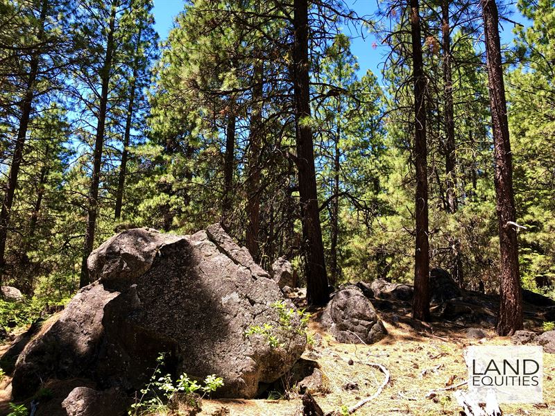 Gorgeous Lot Covered with Trees : Bonanza : Klamath County : Oregon