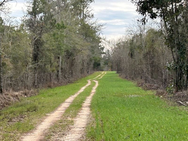 Affordable Large Hunting Tract : Dry Branch : Twiggs County : Georgia