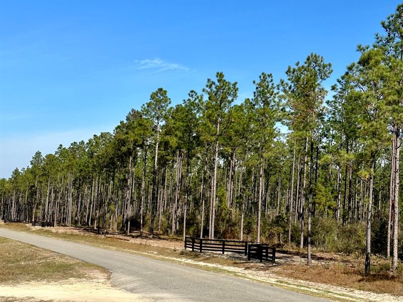 18.58 Acres Lot 1 Old Salt : Andalusia : Covington County : Alabama