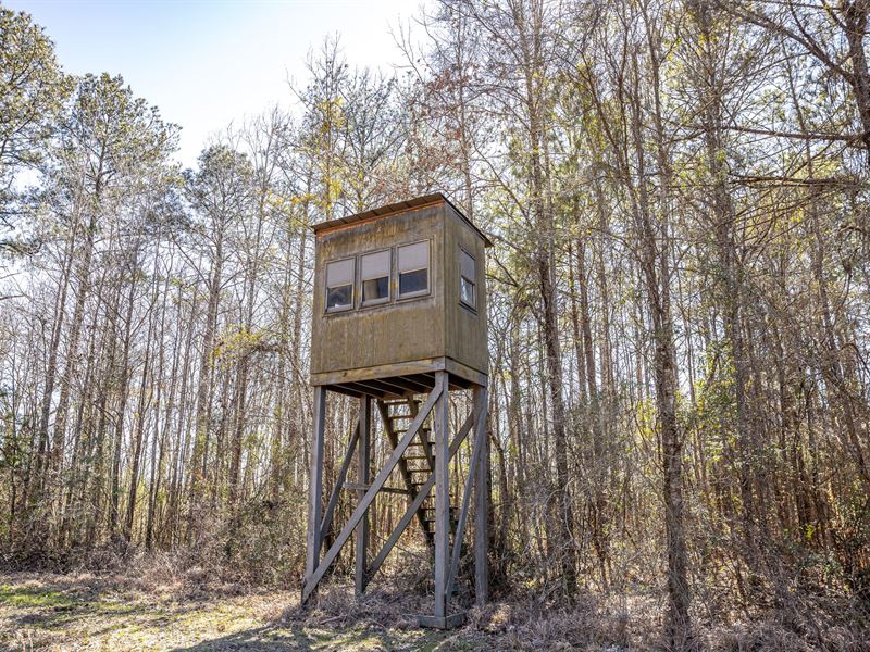 Southwest Mississippi Hunting, Timb : Gloster : Amite County : Mississippi