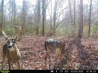 Southwest Mississippi Hunting, Timb : Gloster : Amite County : Mississippi