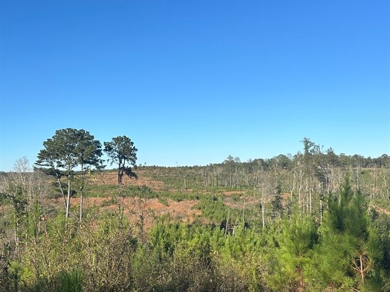 71 Acres Mt. Carmel Rd. Millry : Millry : Washington County : Alabama